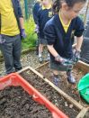 Year 5 Potato Harvesting