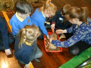 Nursery visit to see the Kidz Farm in Holy Child Nursery.